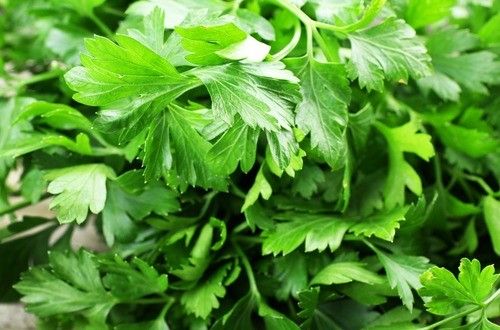 パセリ Parsley ドクターサプリusa