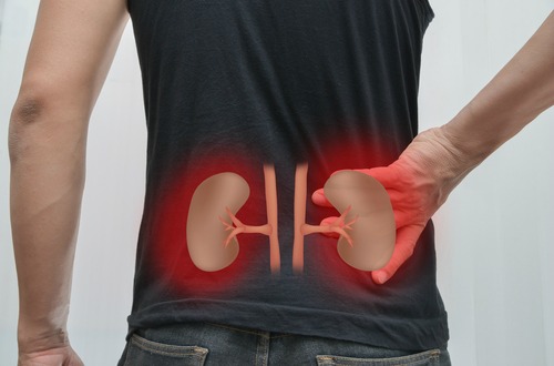 チコリルートの利尿作用は肝臓や腎臓の健康に効果的