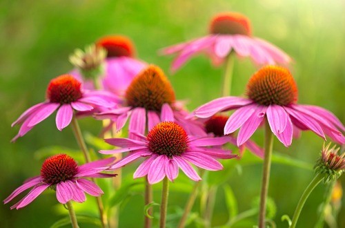 エキナセア 風邪の引き初めに摂りたい免疫力を高めるハーブ ドクターサプリusa