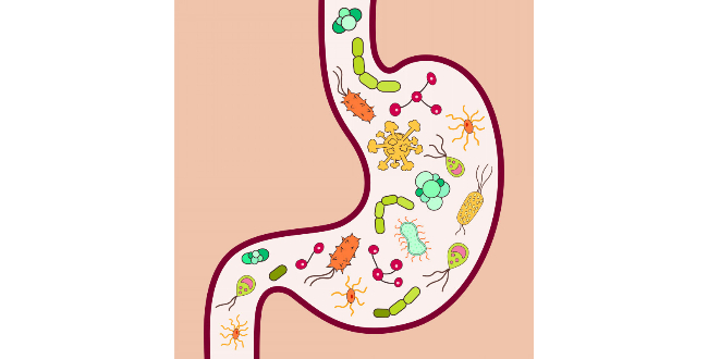 細菌が少ないはずの小腸に多く増殖してしまった状態がシボ-腸内細菌異常増殖症候群