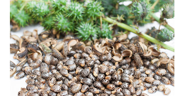 キャスターオイル（ひまし油）は、トウゴマの種子を圧搾抽出して作られた植物性オイル