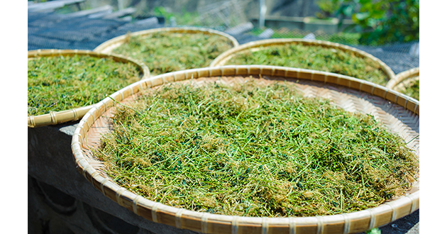 アマチャヅルは、中国、韓国、日本を原産とするウリ科アマチャヅル属の多年草のハーブ