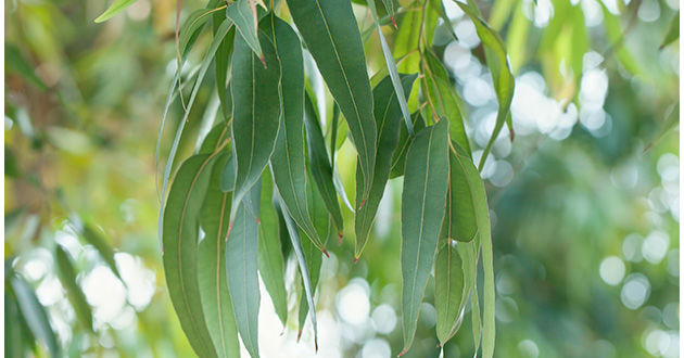 eucalyptus leaves-630