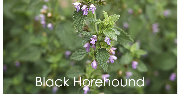 ブラックホアハウンドにたくさんの花が咲く