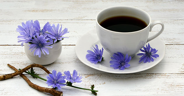 イヌリンを多く含むチコリルートから作られるチコリコーヒーは、コーヒーの代用品として有名