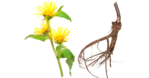 elecampane flower and root-630