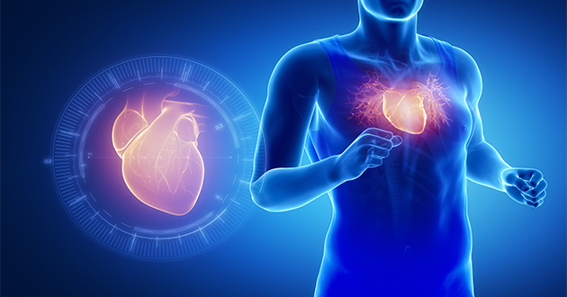 心臓には体全体の35％のミトコンドリアが存在する