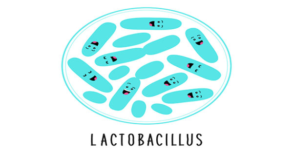 心と身体の味方【L. パラカゼイLpc37】乳酸菌 ドクターサプリUSA