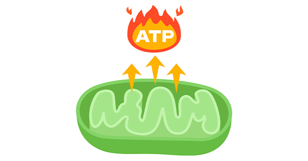 ATP生産
