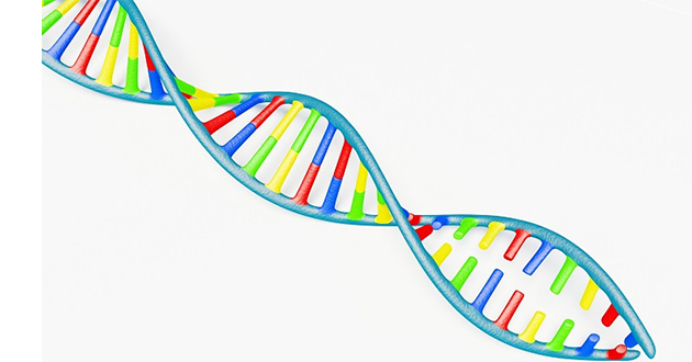 葉酸はDNAの複製に必要不可欠