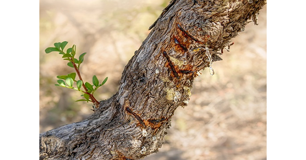 ピロリ菌駆除に効果的なマスティックの樹木