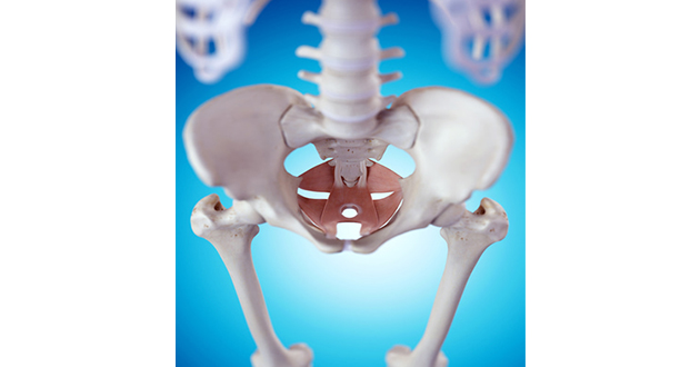 慢性前立腺炎と間質性膀胱炎の治療に必要な骨盤底筋